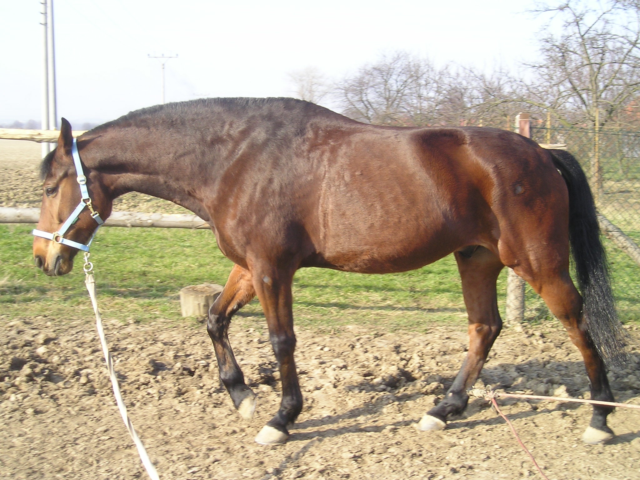 Rocky na lonži